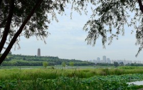 一湾碧水润城廓，万只沙燕咏新篇：滹沱河生态调研行记