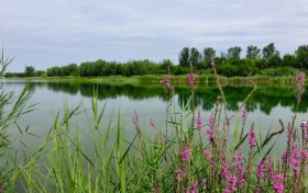滹沱河畔谱新篇：中国石油大学（北京）实践团见证流域振兴之路